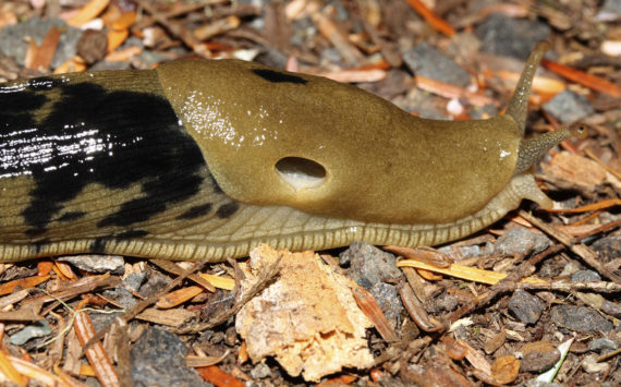 In defense of slugs: Show a little love