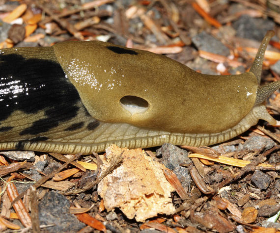 In defense of slugs: Show a little love