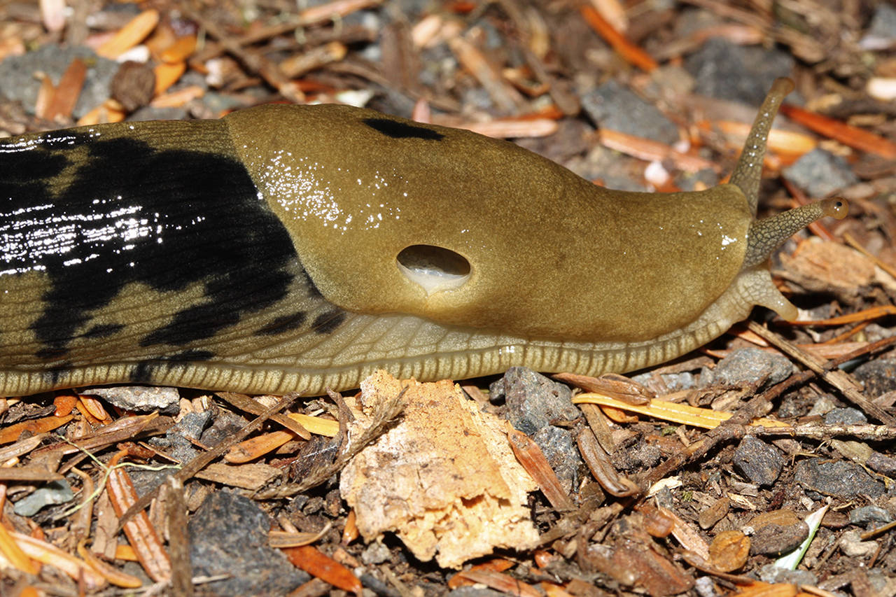 Banana slugs are very common in this area. They are native to most of the West Coast and are considered a beneficial species.