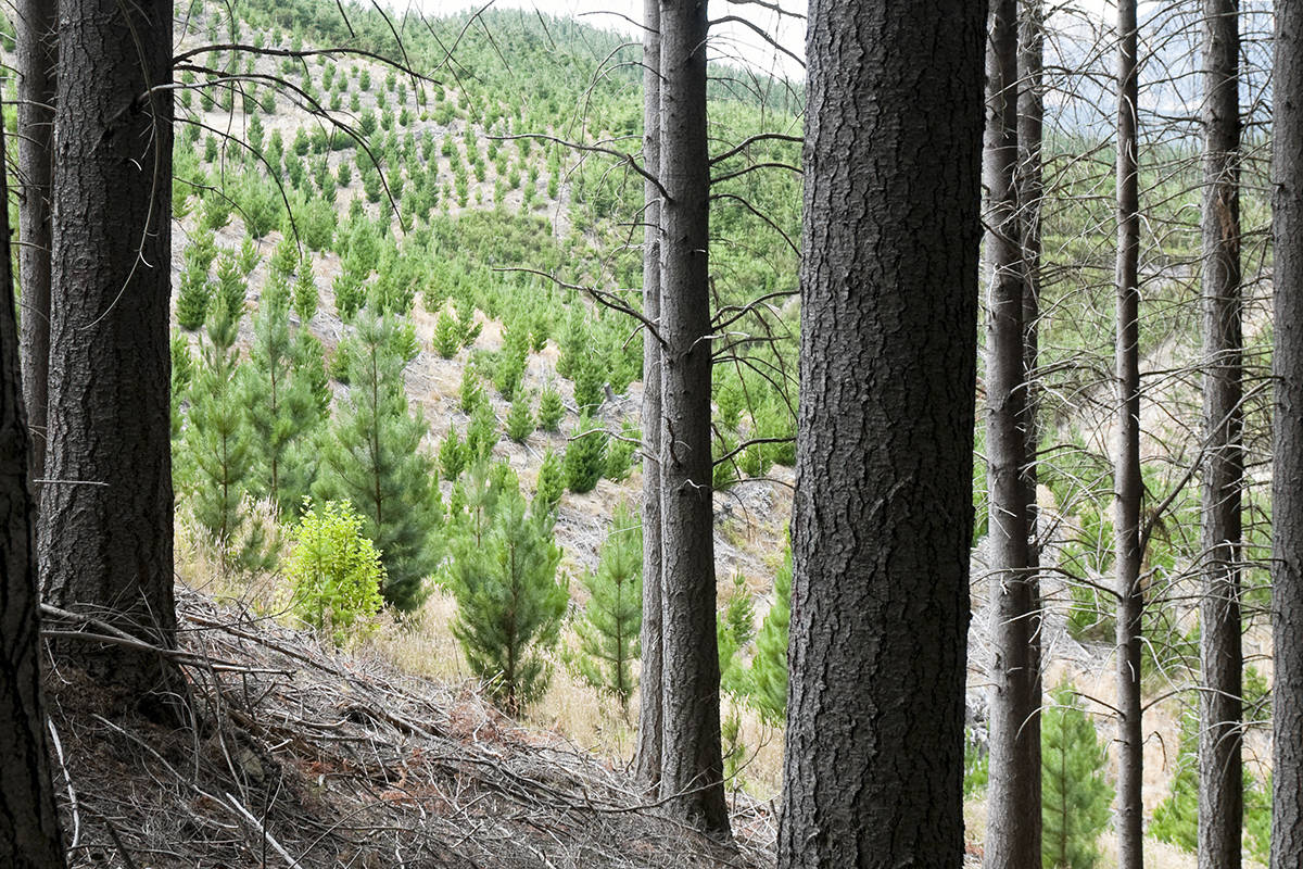 There are many types of businesses in the Washington forest sector, but one can’t thrive without the other.