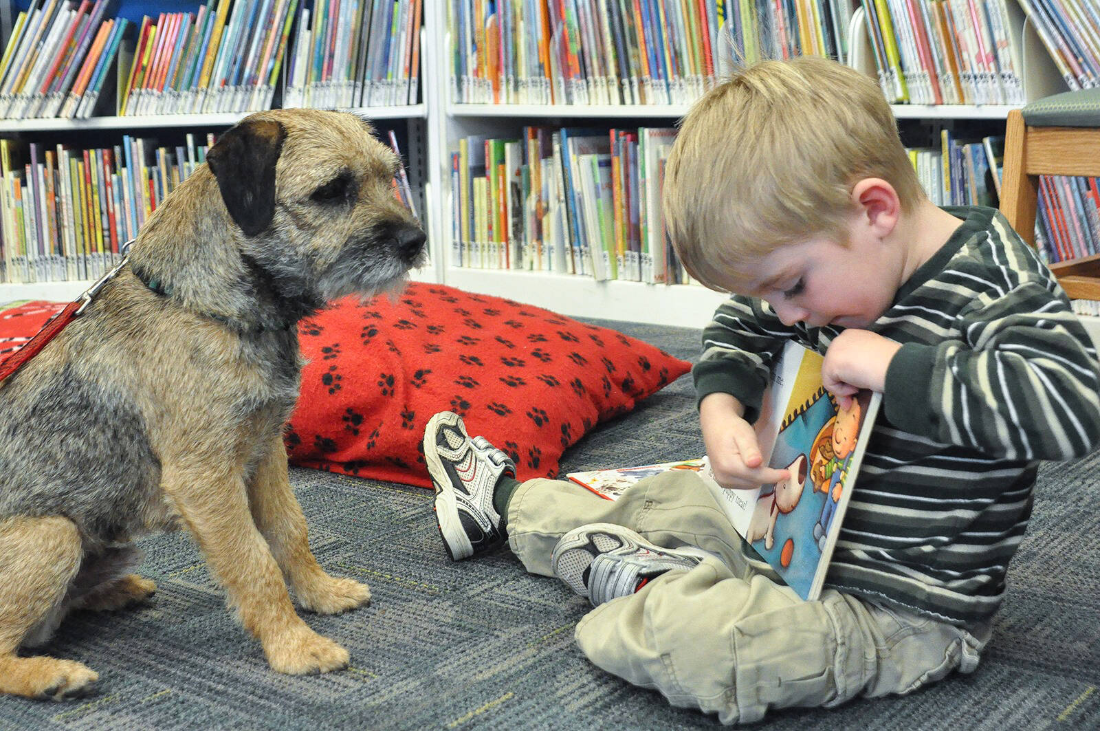 (Photo Courtesy of Montesano Timberland Library)
                                Children can enhance reading skills and build self-confidence as they read to their furry nonjudgmental friends at the Montesano Timberland Library on Thursday, June 23, 2022.